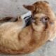 Alerta por gusano barrenador más de 270 perros ya fueron afectados en Guatemala