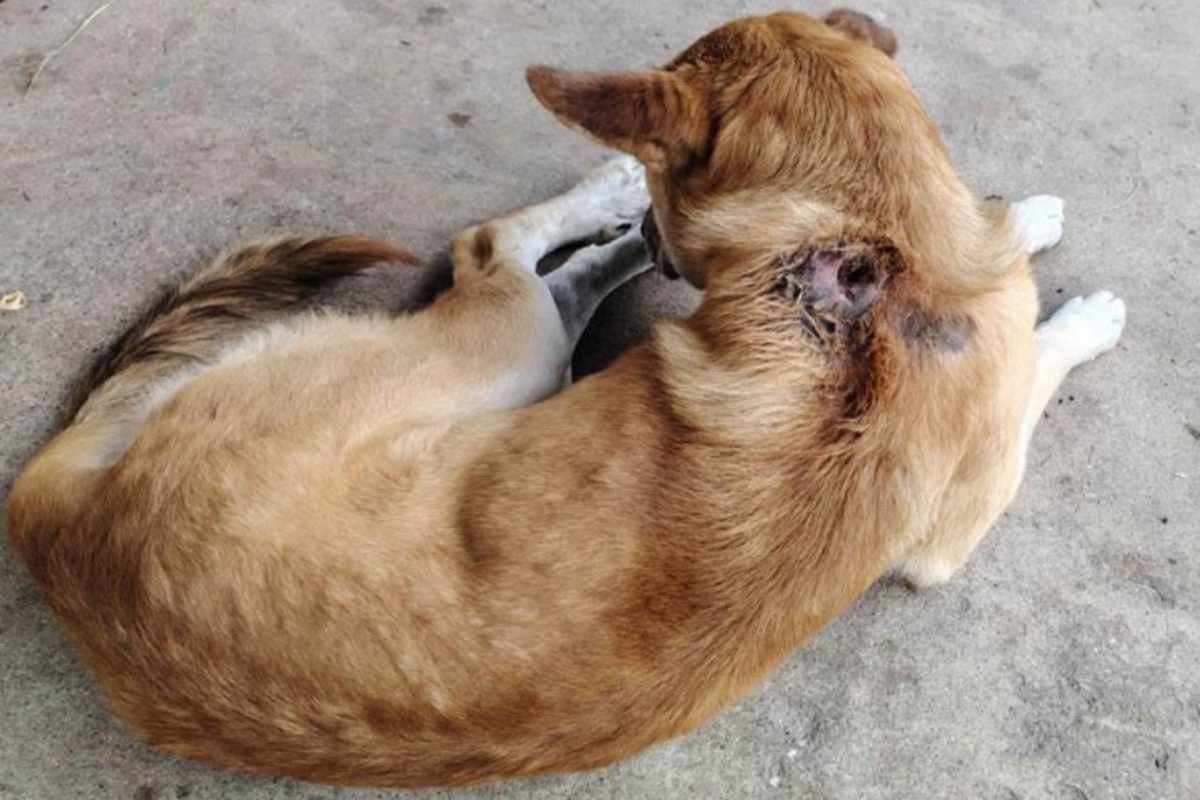 Alerta por gusano barrenador más de 270 perros ya fueron afectados en Guatemala
