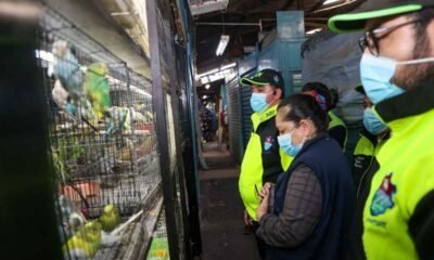 Mercado El Guarda Rescatan fauna y cierran 39 locales por maltrato animal