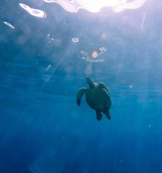Guatemala Refugio clave para seis especies de tortugas marinas