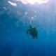 Guatemala Refugio clave para seis especies de tortugas marinas