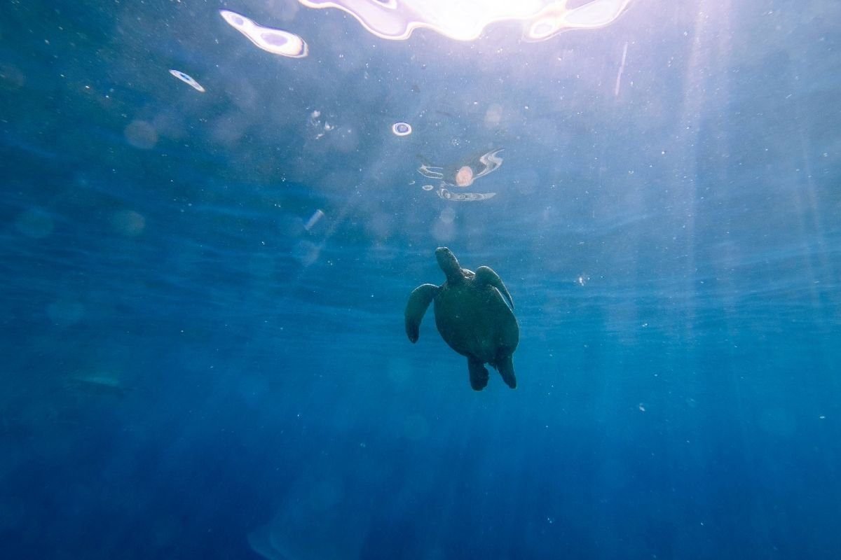 Guatemala Refugio clave para seis especies de tortugas marinas