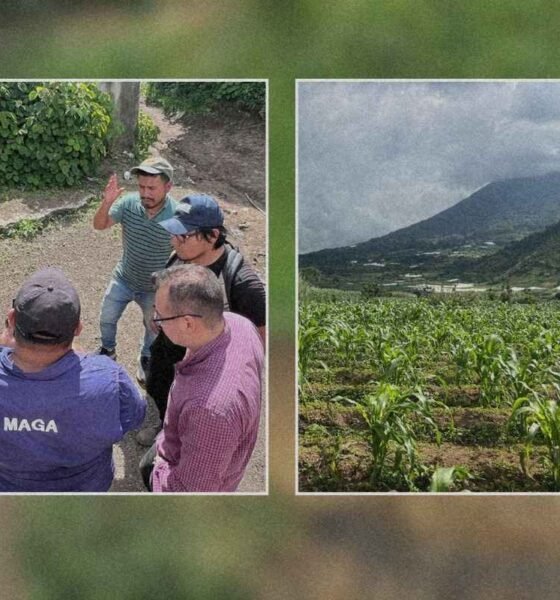 MAGA verifica daños agrícolas tras sismos en Sacatepéquez