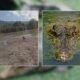 Cocodrilos salen del río Polochic y vecinos alertan presencia en caminos de Alta Verapaz