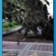Árbol caído y derrumbe afectan tránsito en Ciudad de Guatemala