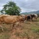 MAGA intensifica control por gusano barrenador más de 9 mil animales inspeccionados en una semana