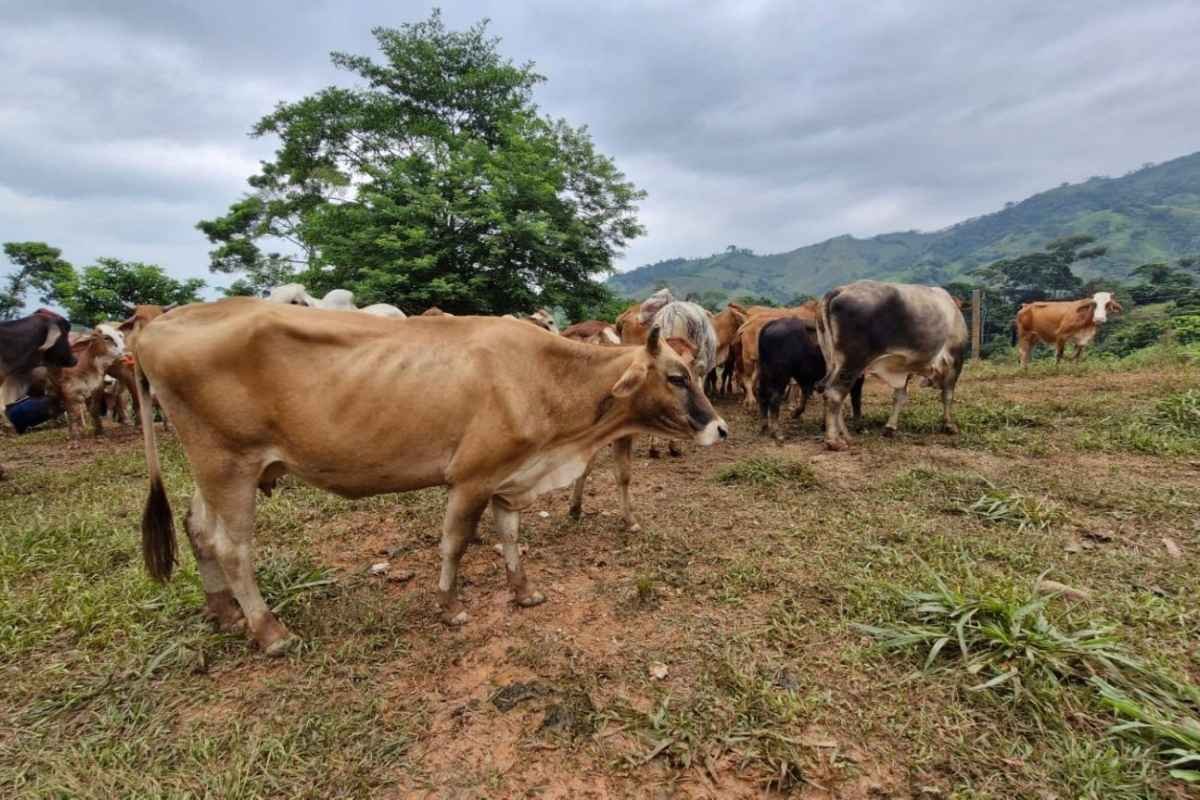 MAGA intensifica control por gusano barrenador más de 9 mil animales inspeccionados en una semana